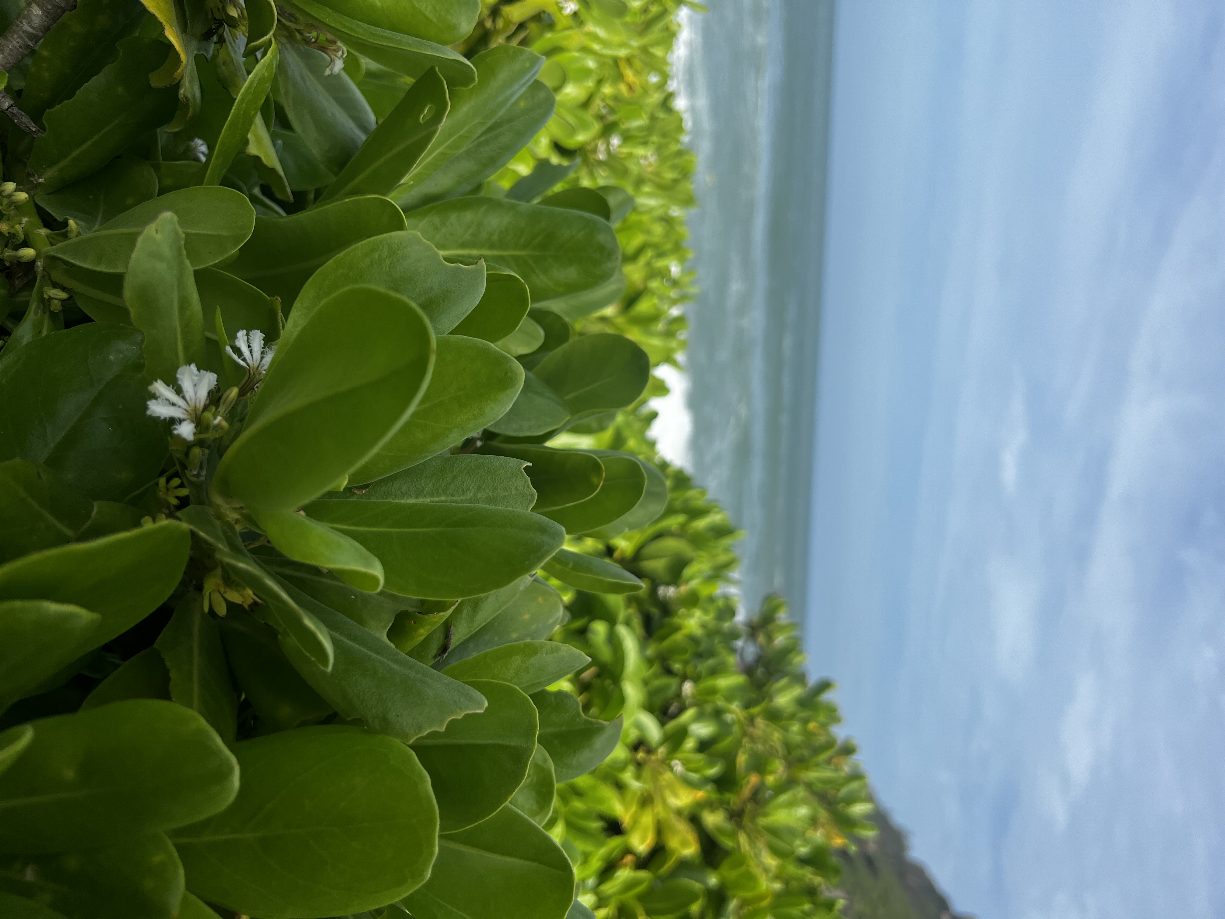 Lush coastal greenery with white flowers overlooking the sea